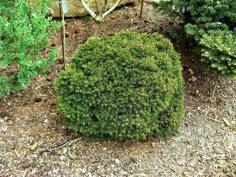 Picea abies 