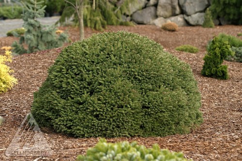 Picea abies 