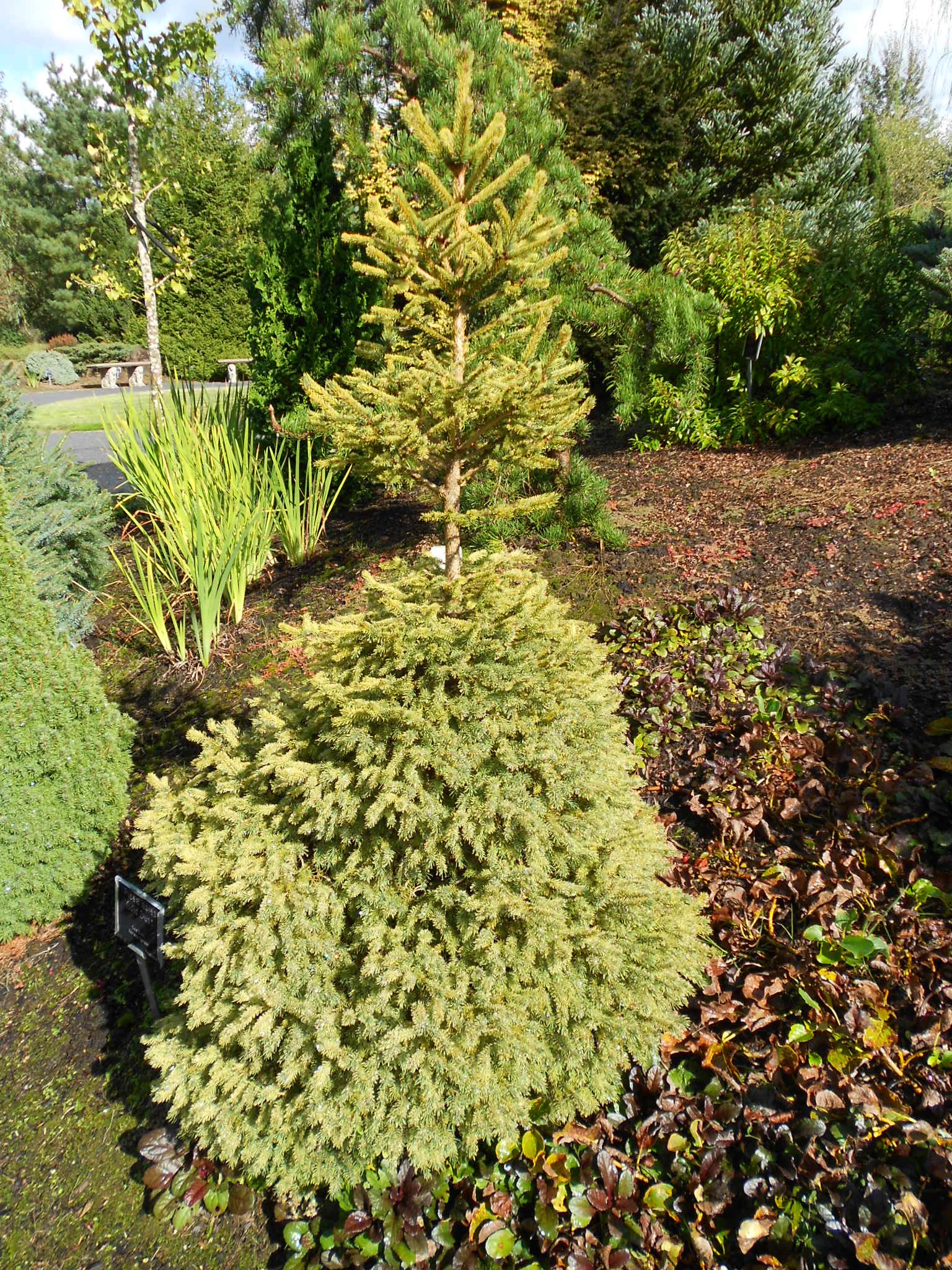 Picea abies 
