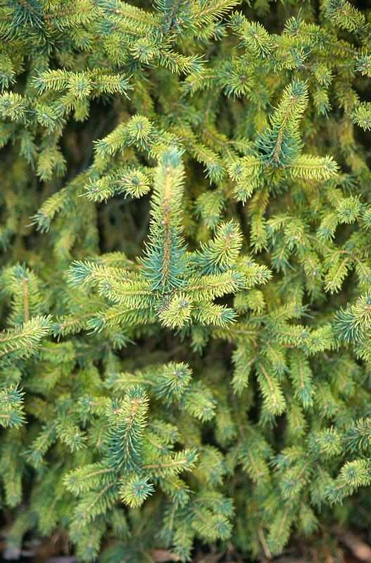 Picea abies 