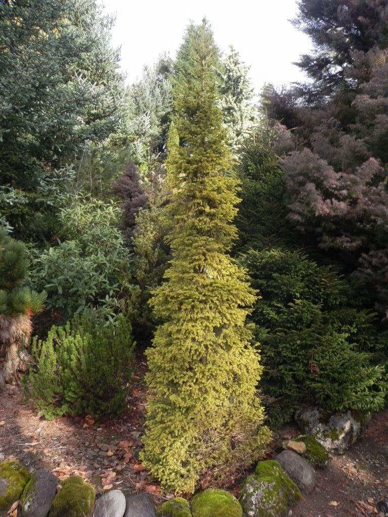 Picea abies 