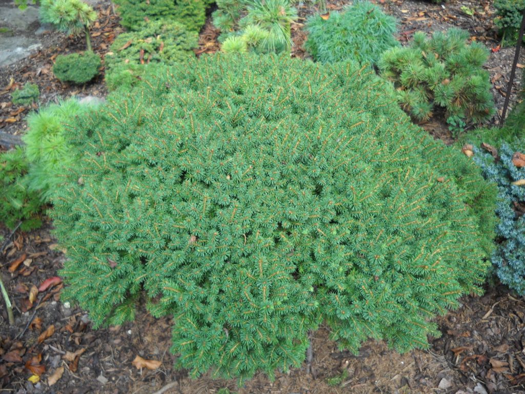 Picea abies 