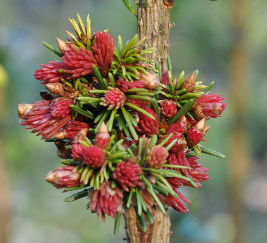 Picea abies 