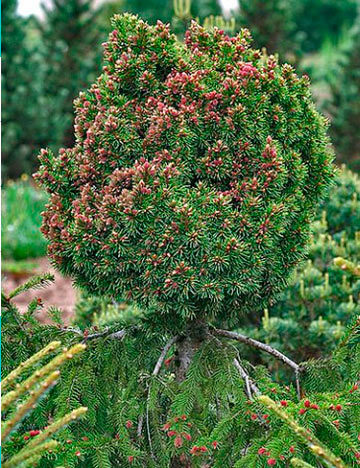 Picea abies 
