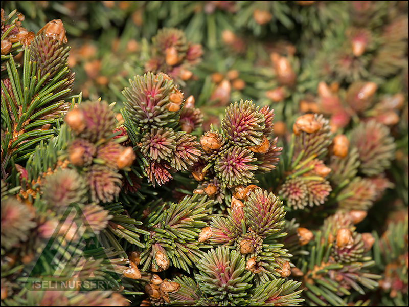 Picea abies 