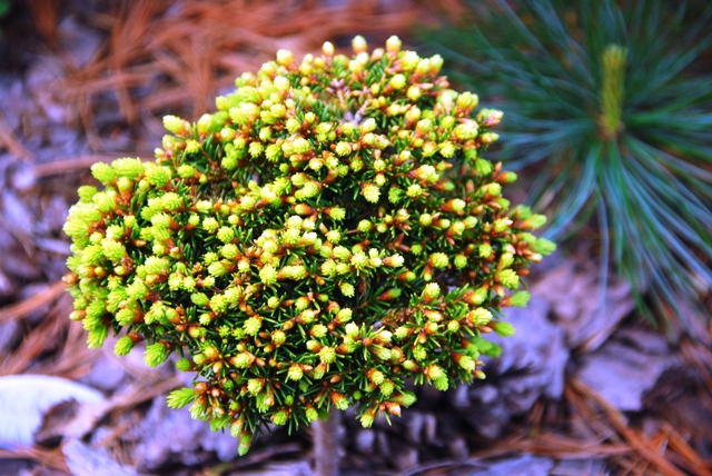 Picea abies 
