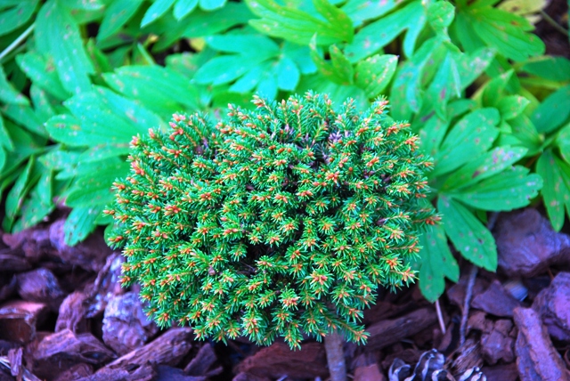 Picea abies 