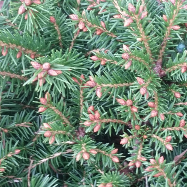 Picea abies 