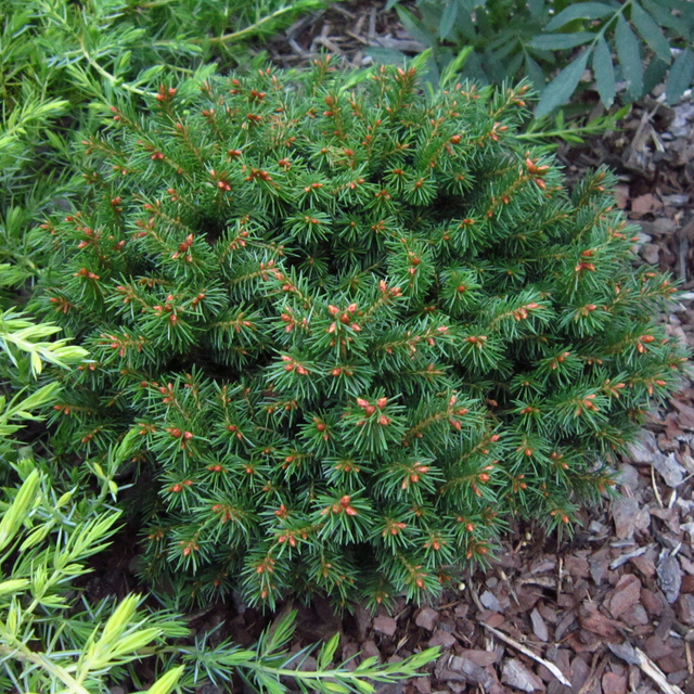 Picea abies 