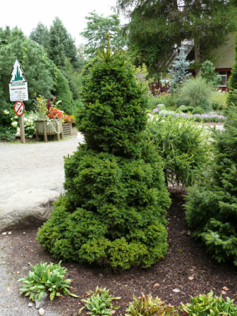 Picea abies 