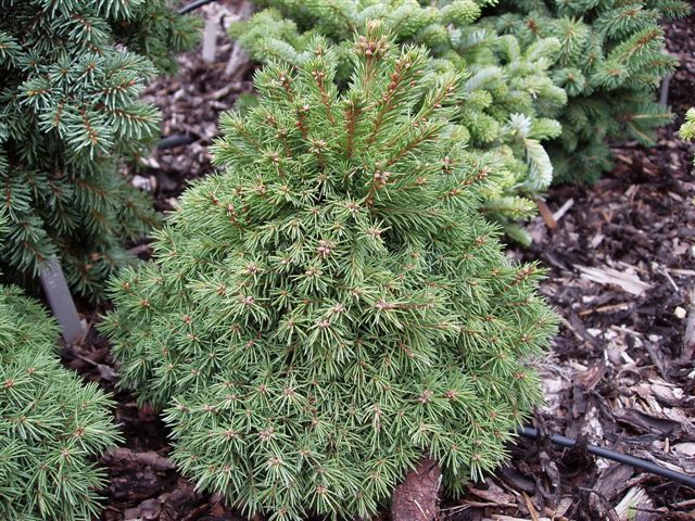 Picea abies 