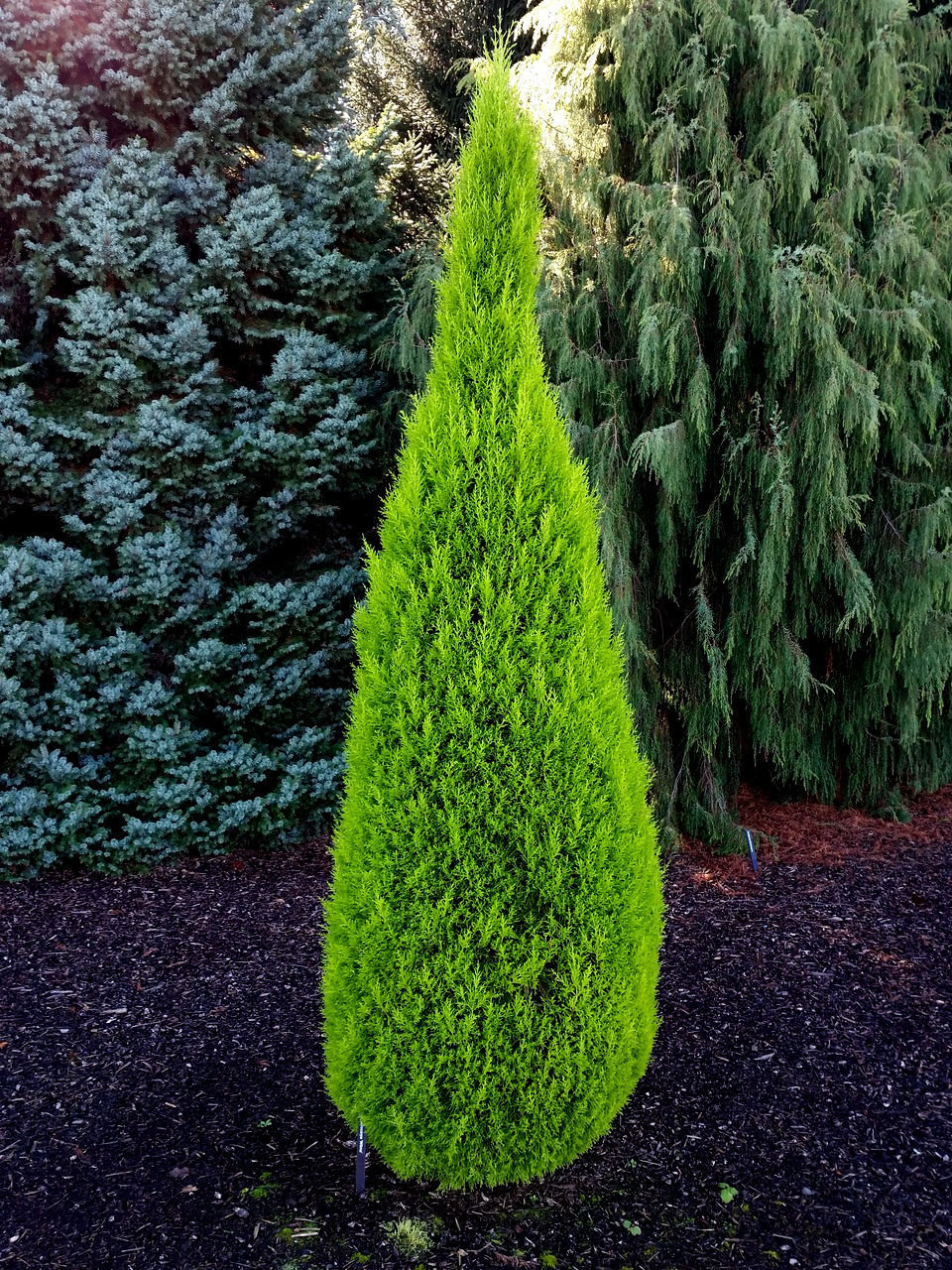 Cupressus macrocarpa 