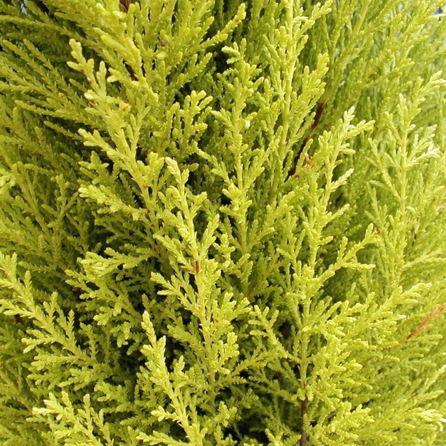 Cupressus macrocarpa 