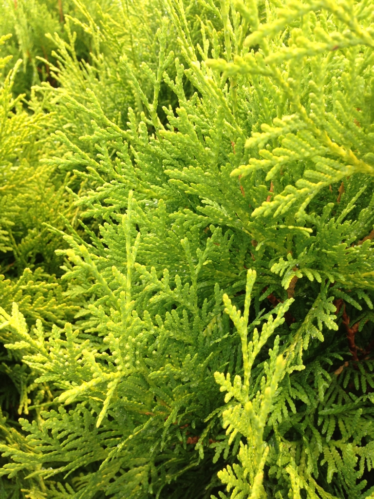 Thuja occidentalis 