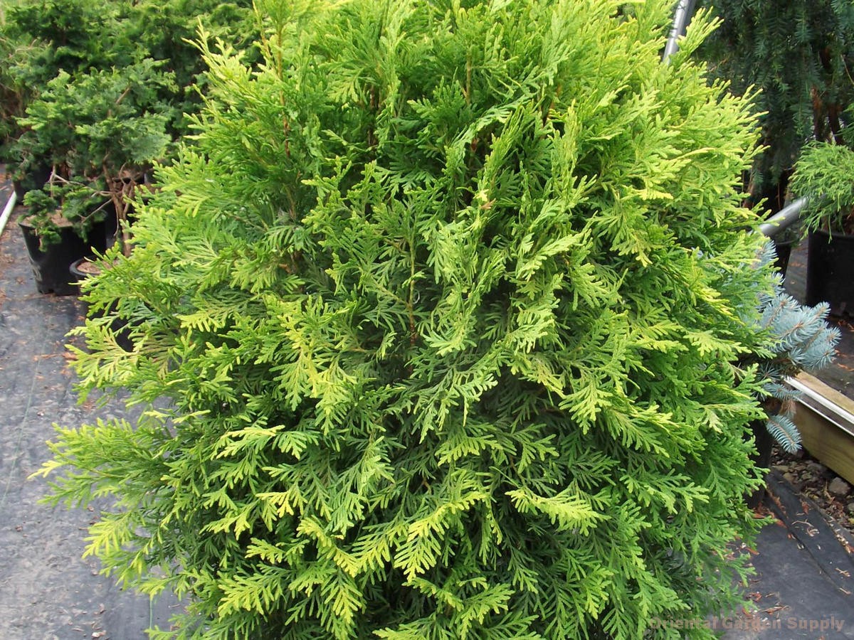 Thuja occidentalis 