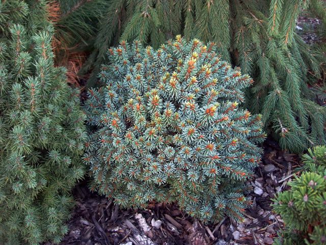 Picea abies 