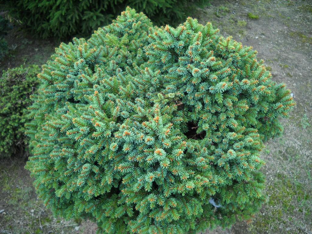 Picea abies 