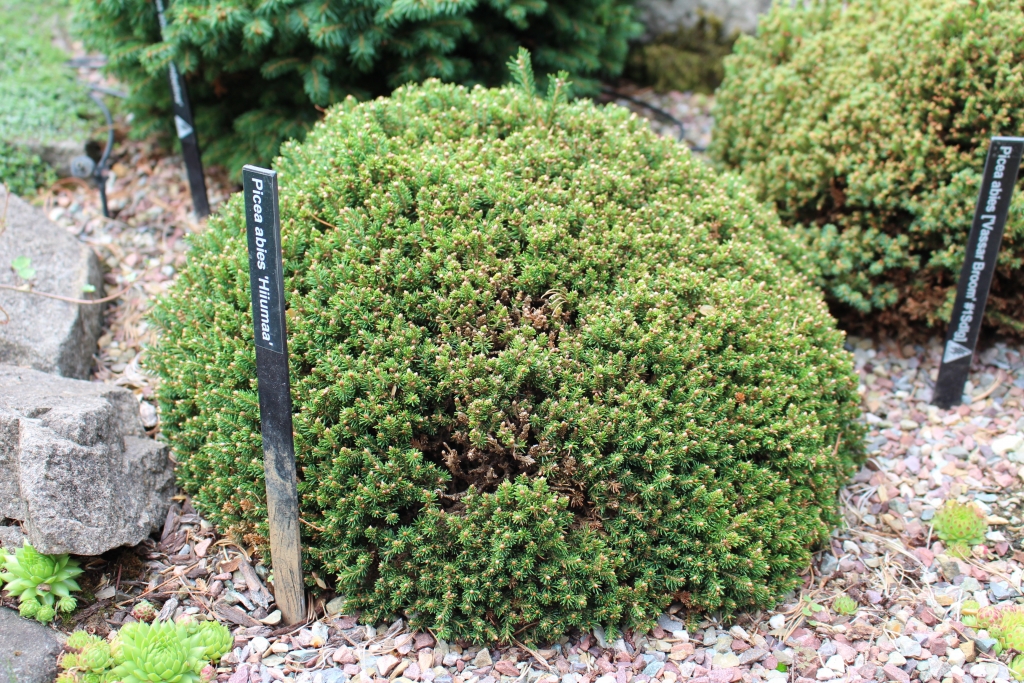Picea abies 