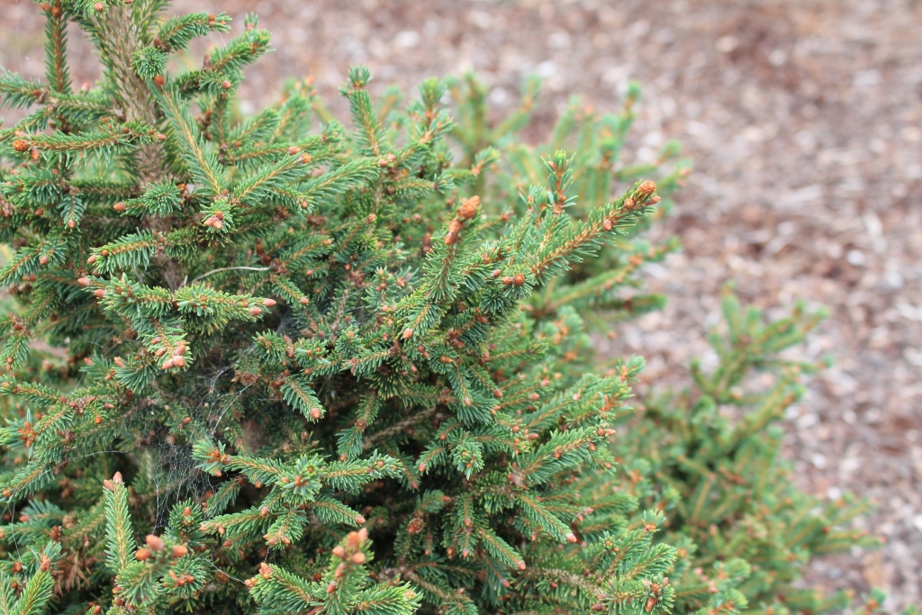 Picea abies 