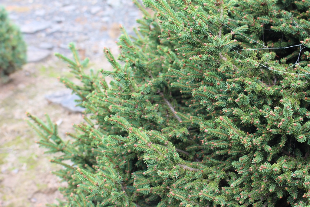 Picea abies 