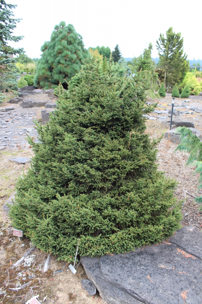 Picea abies 