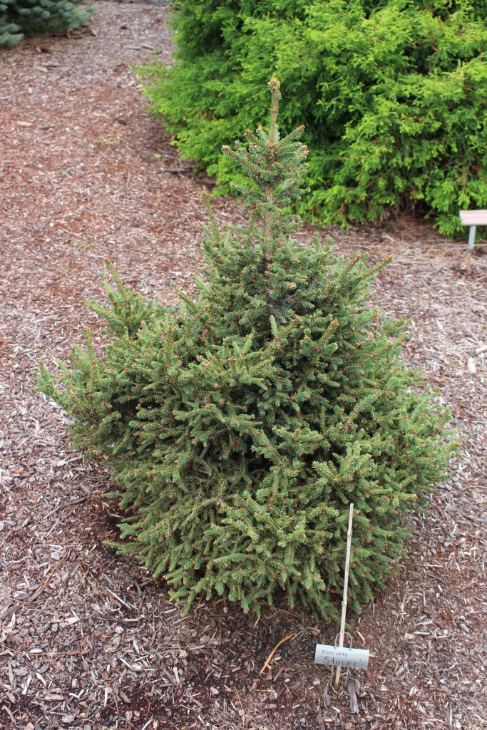 Picea abies 