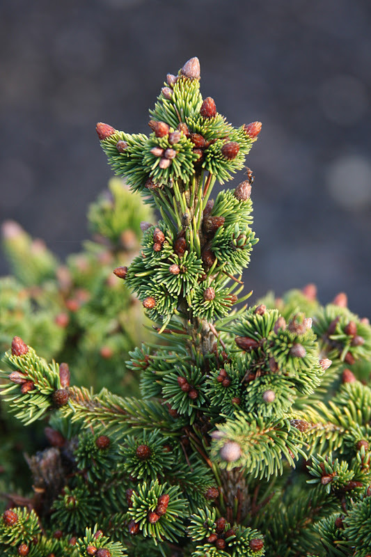 Picea abies 