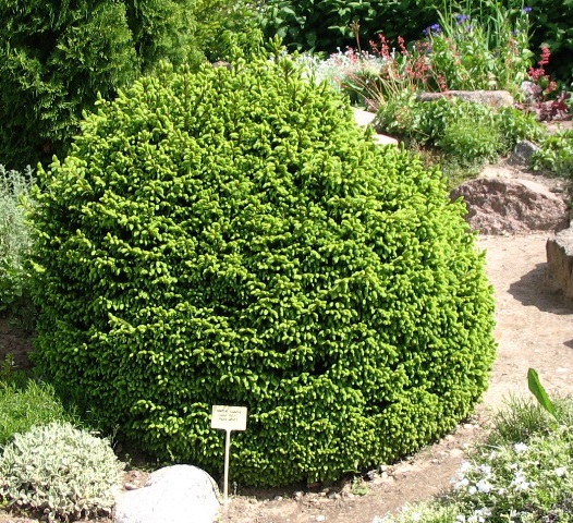 Picea abies 
