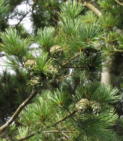 Pinus amamiana