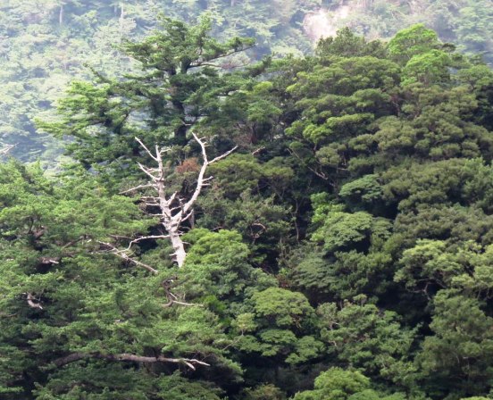 Pinus amamiana