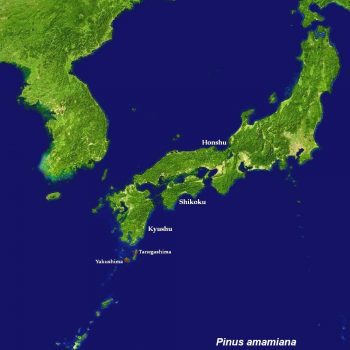Pinus amamiana