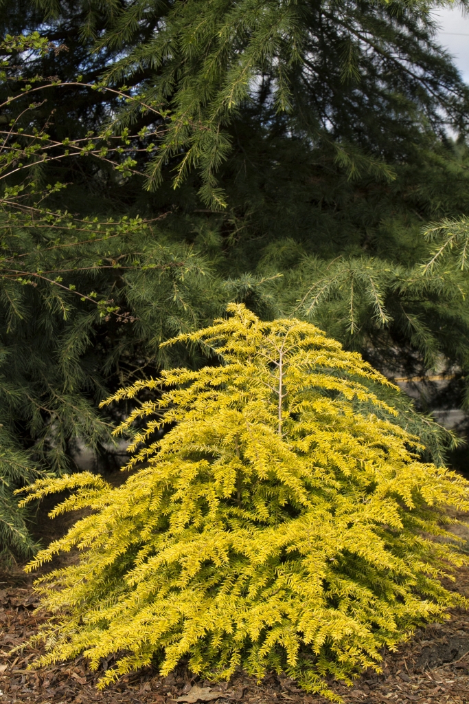 Tsuga canadensis 