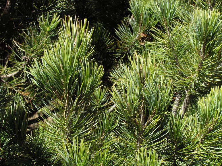 Pinus johannis