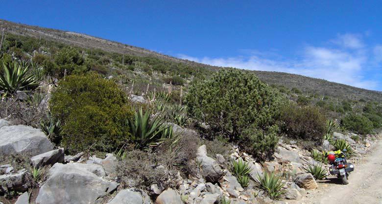 Pinus johannis