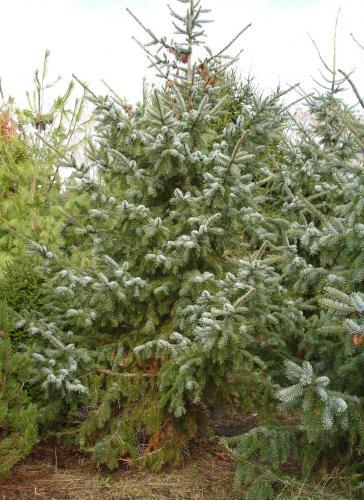 Picea omorika × pungens