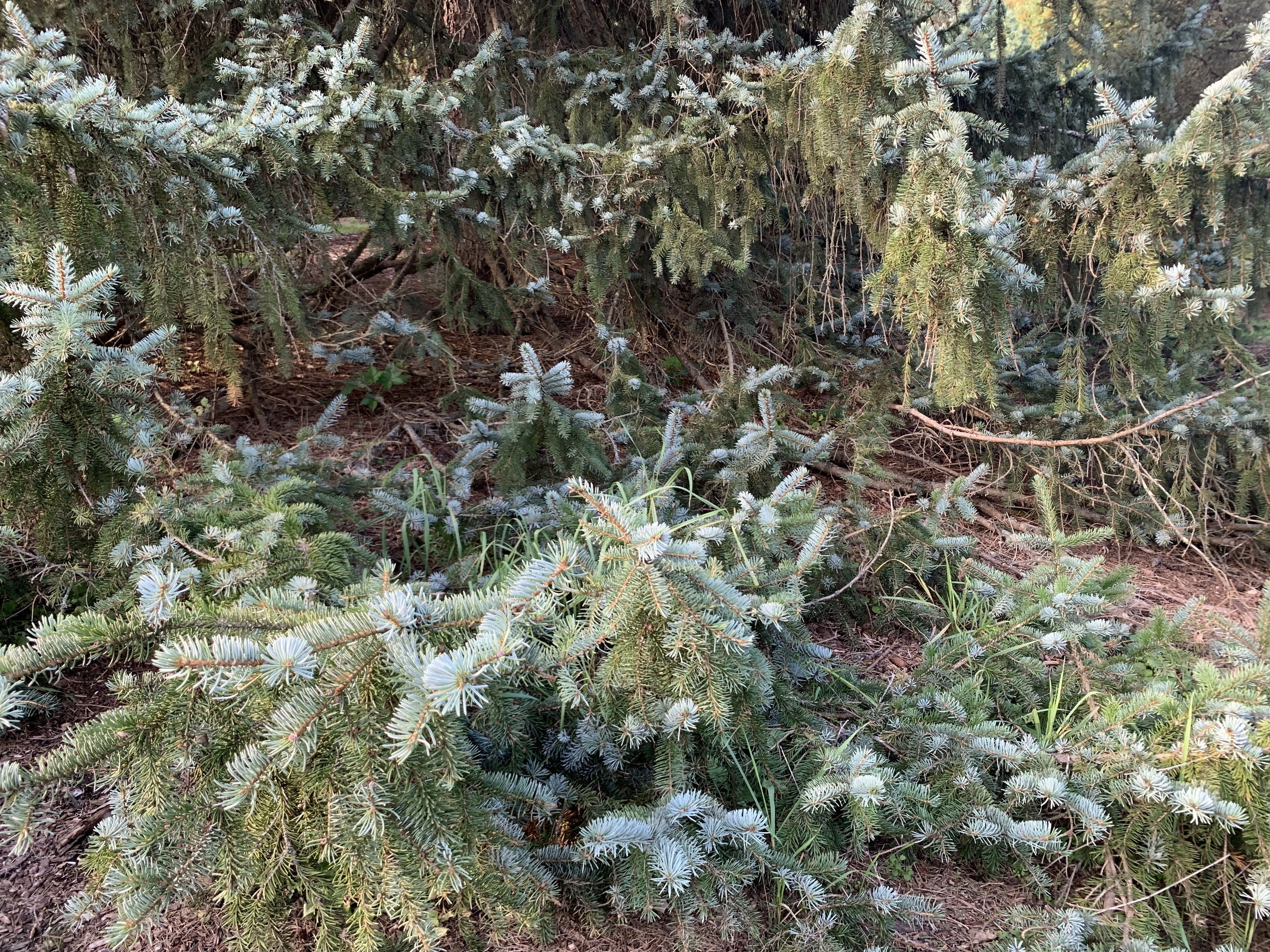 Picea omorika × pungens 