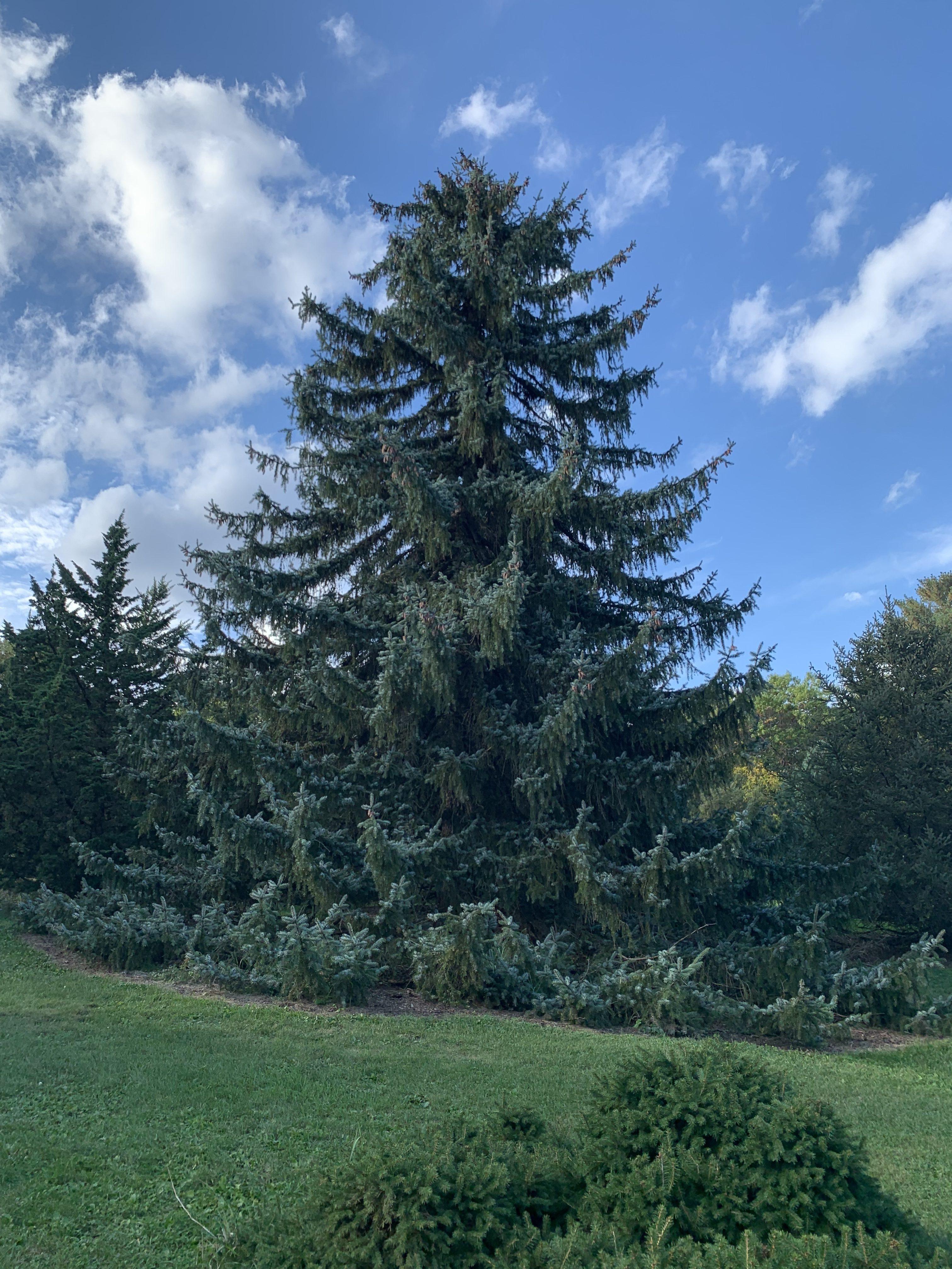 Picea omorika × pungens 