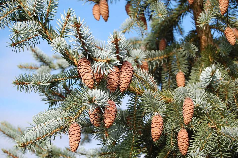 Picea omorika × pungens 