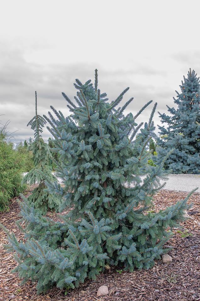 Picea omorika × pungens 