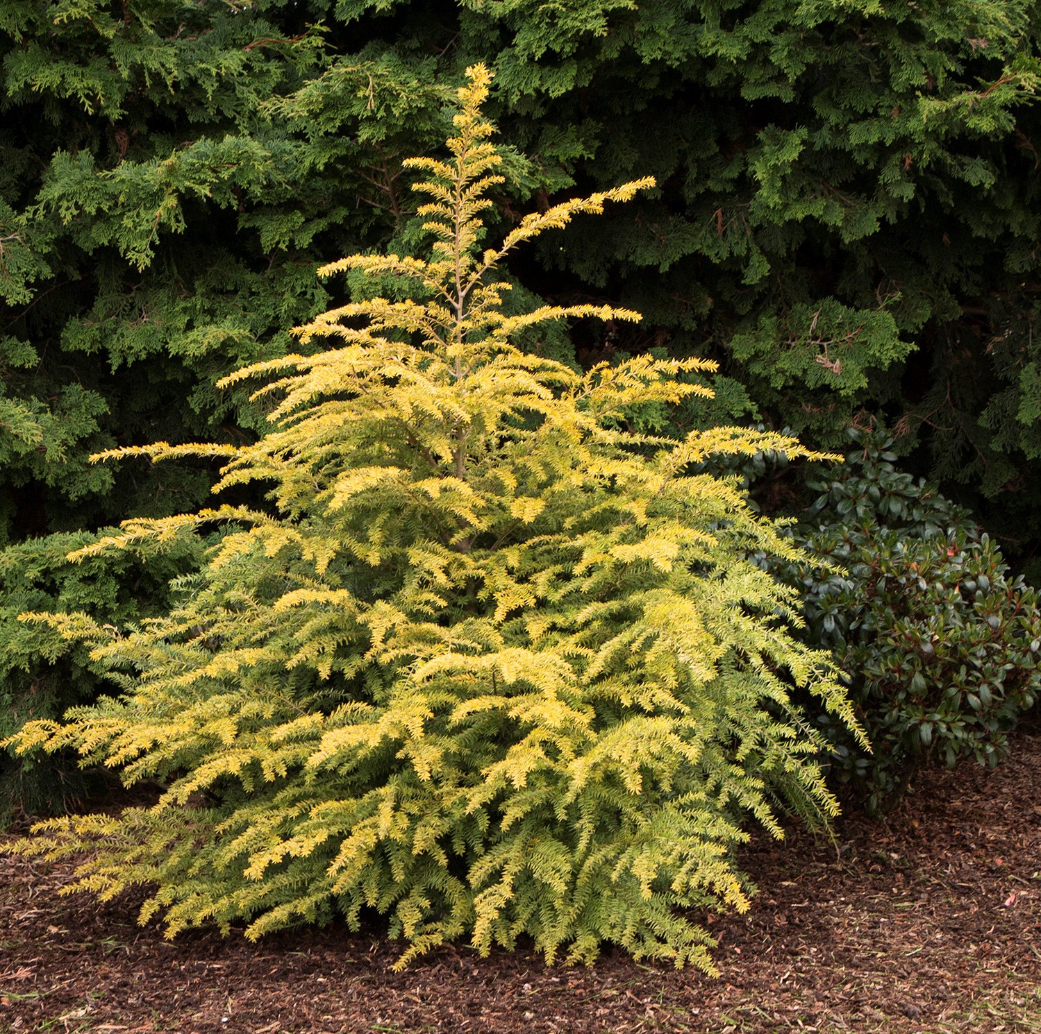 Tsuga canadensis 