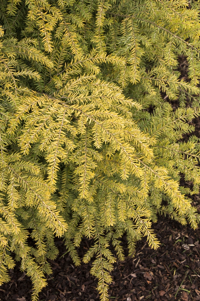 Tsuga canadensis 