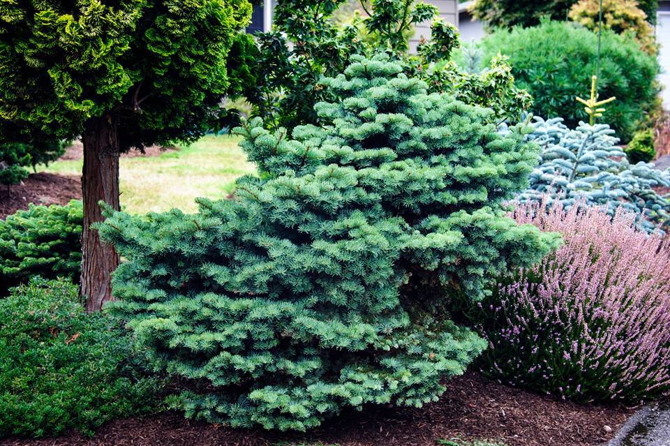 Abies magnifica 