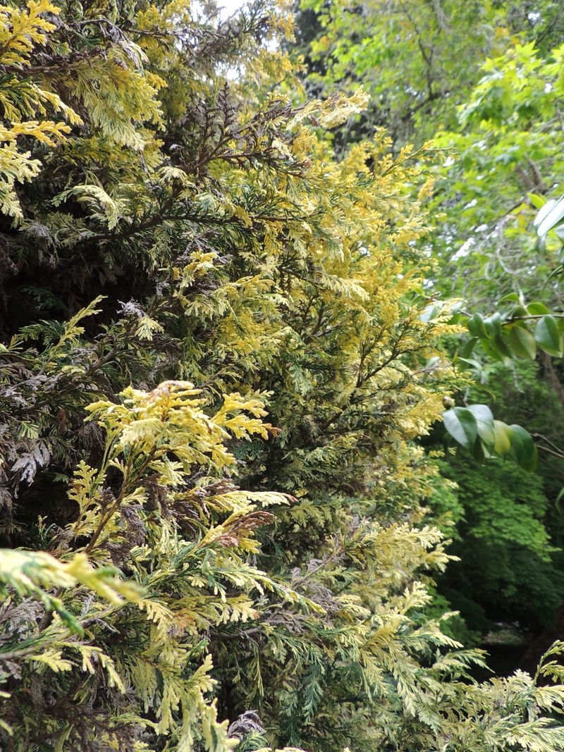 Chamaecyparis lawsoniana 