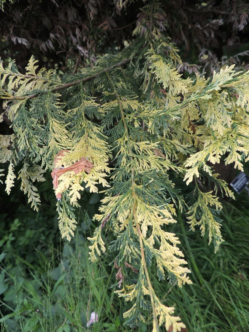 Chamaecyparis lawsoniana 