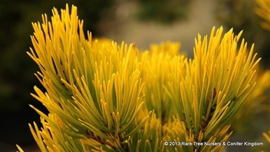 Pinus sylvestris 