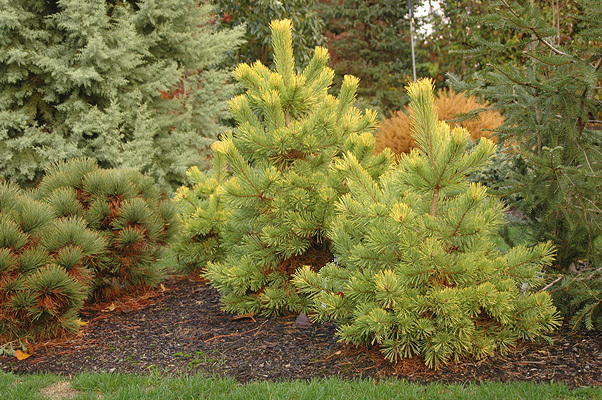 Pinus sylvestris 
