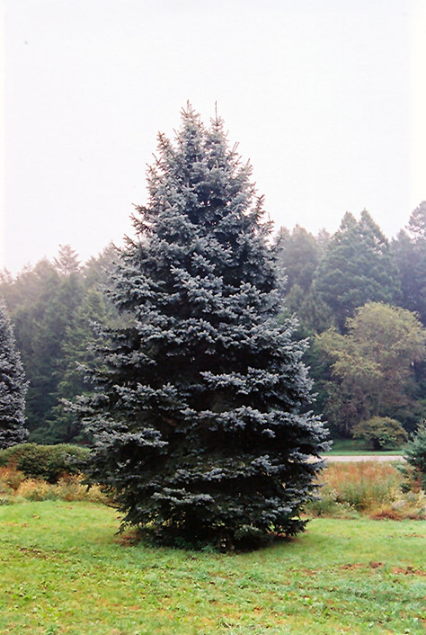 Picea pungens 