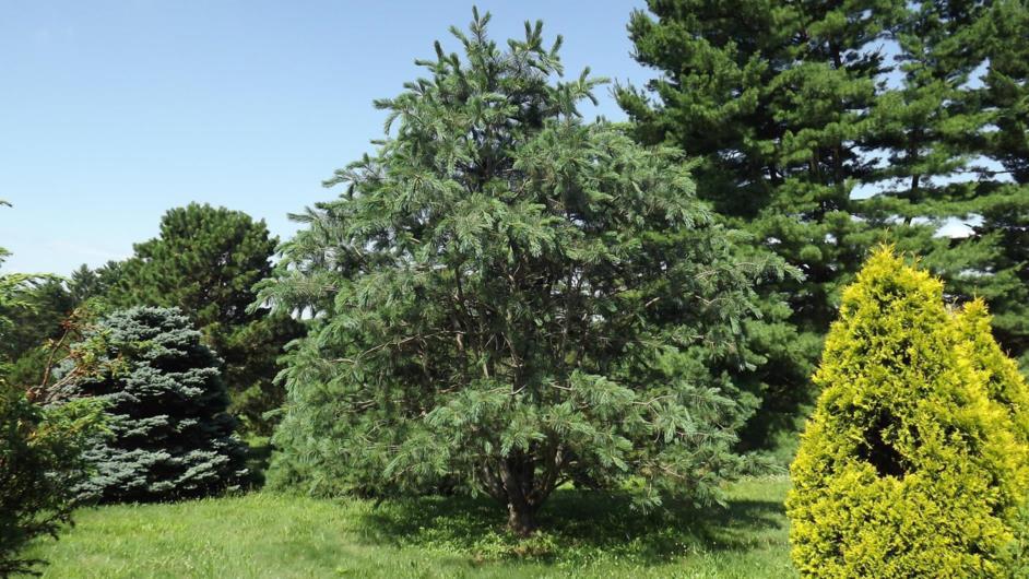 Pinus peuce 