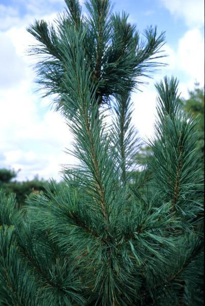 Pinus peuce 