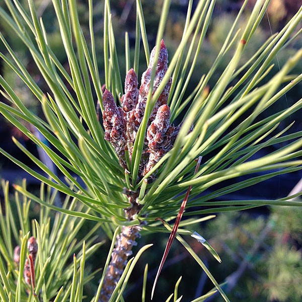 Pinus × attenuradiata